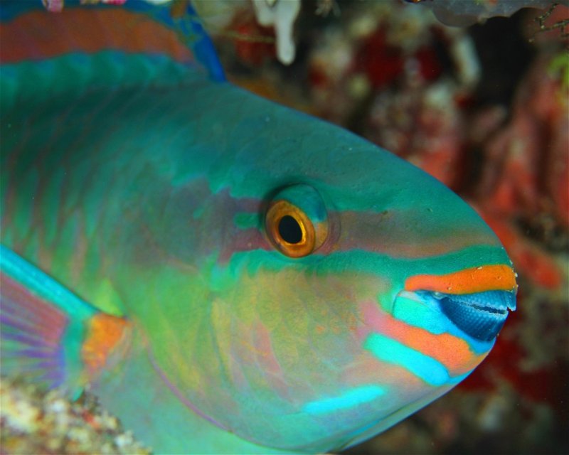 Divesite Image