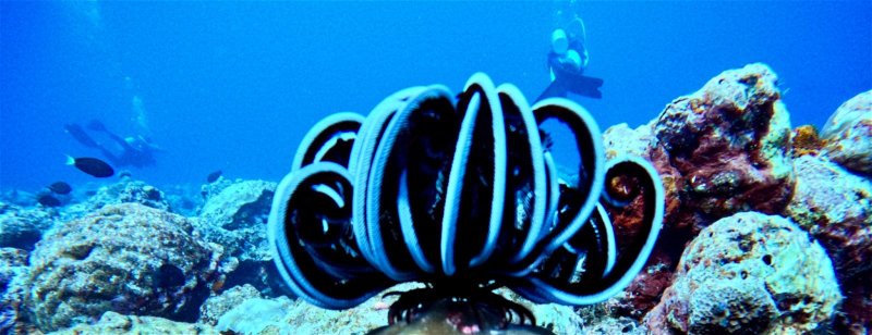 Divesite Image