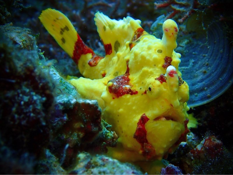 Divesite Image