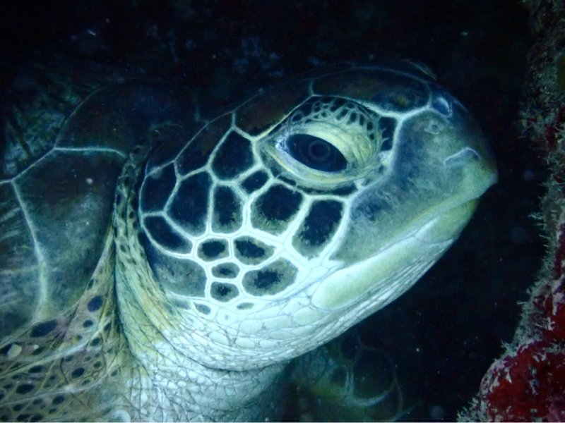 Divesite Image