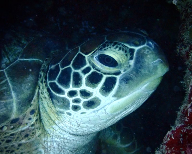 Divesite Image