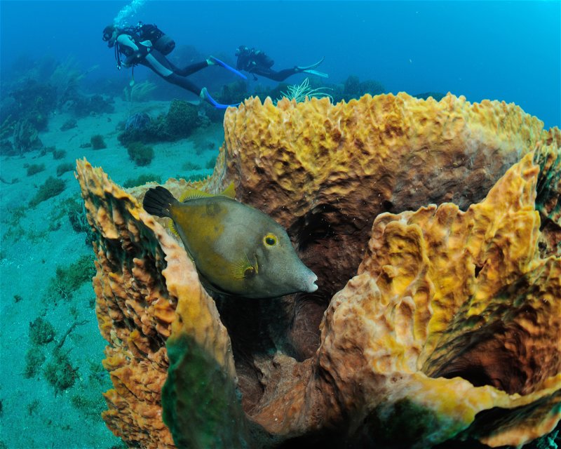 Divesite Image