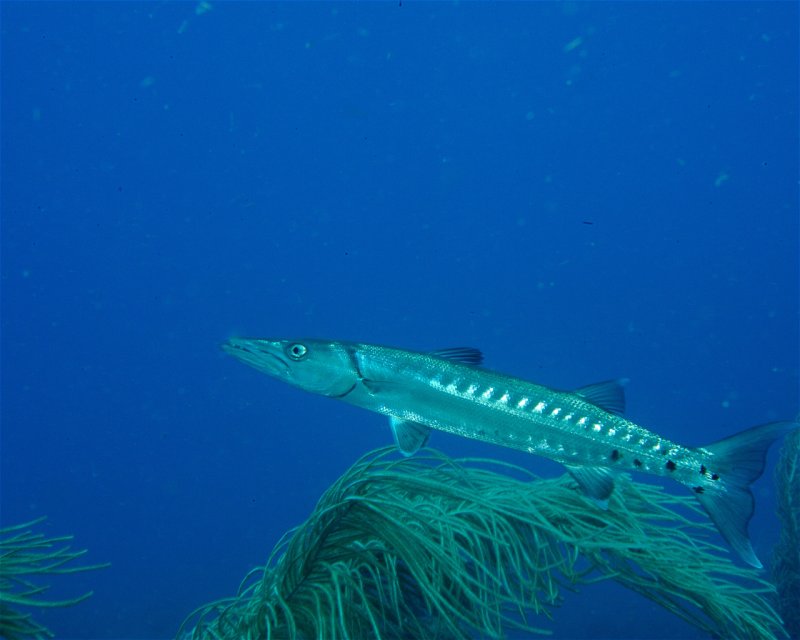 Divesite Image