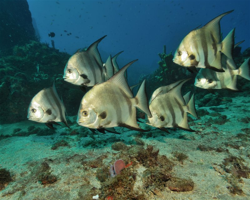 Divesite Image