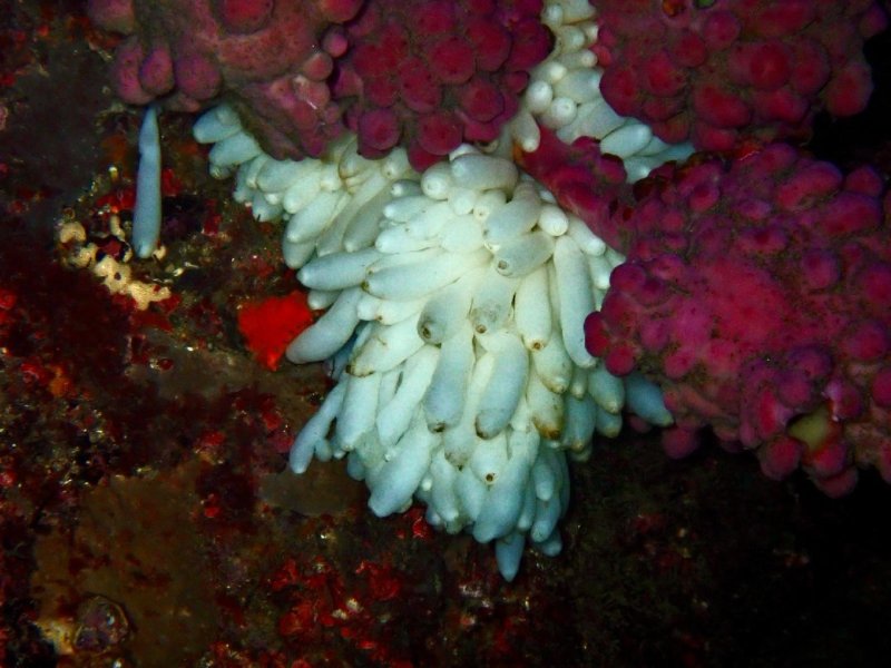 Divesite Image