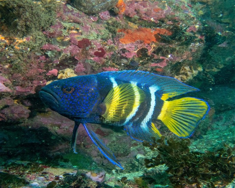 Divesite Image