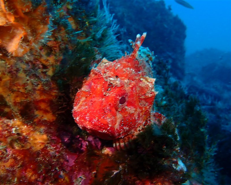 Divesite Image