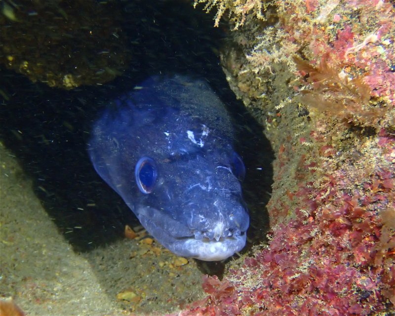 Divesite Image