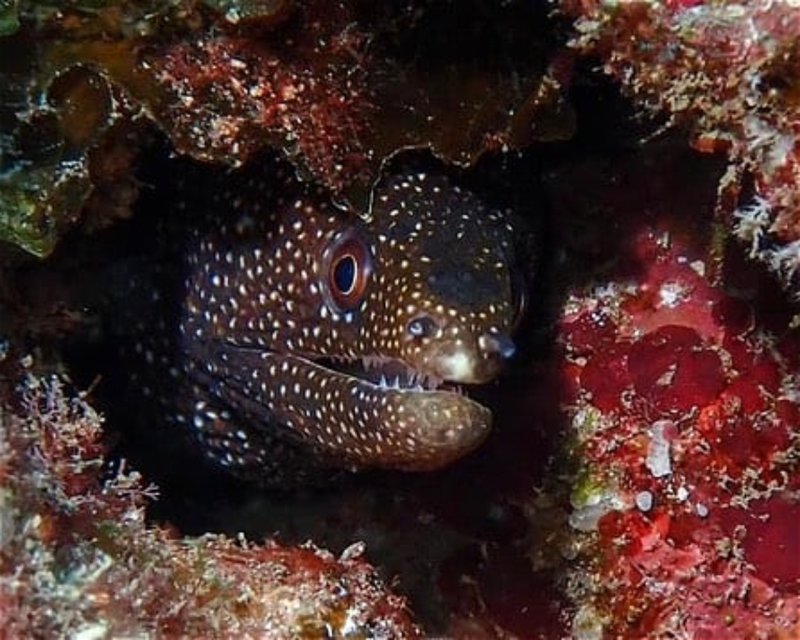 Divesite Image