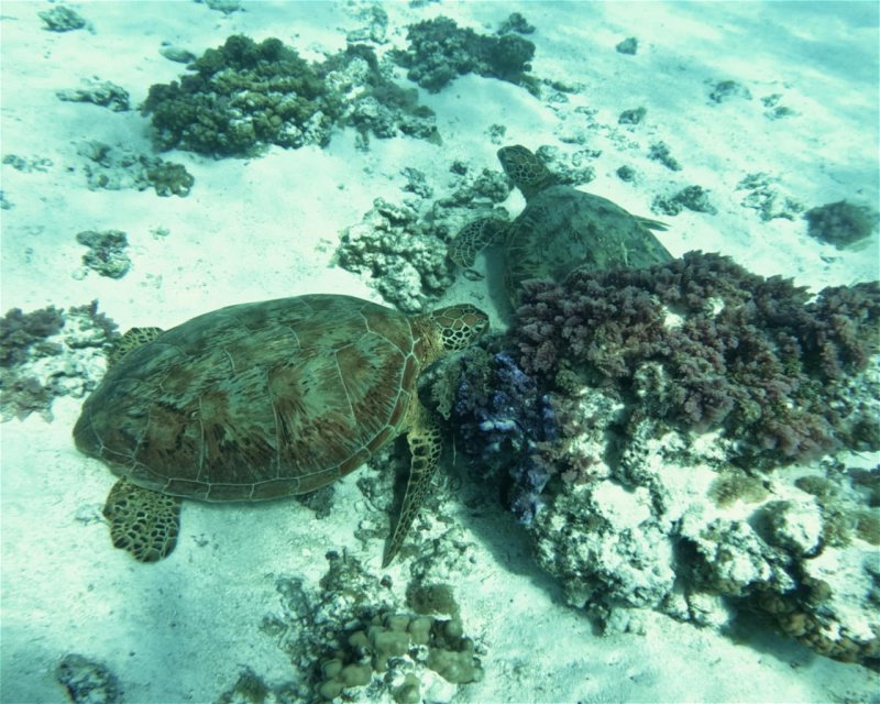 Divesite Image