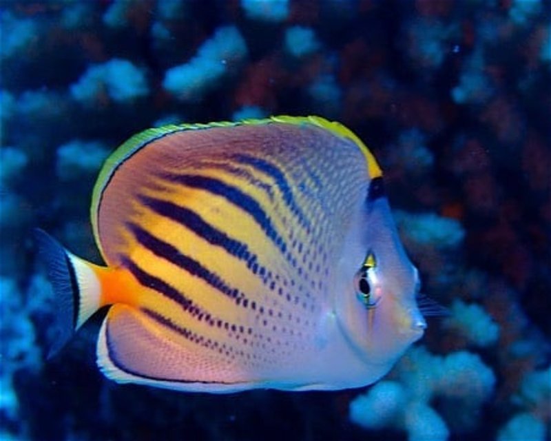 Divesite Image