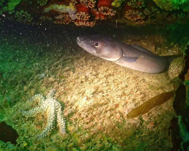 Divesite Image