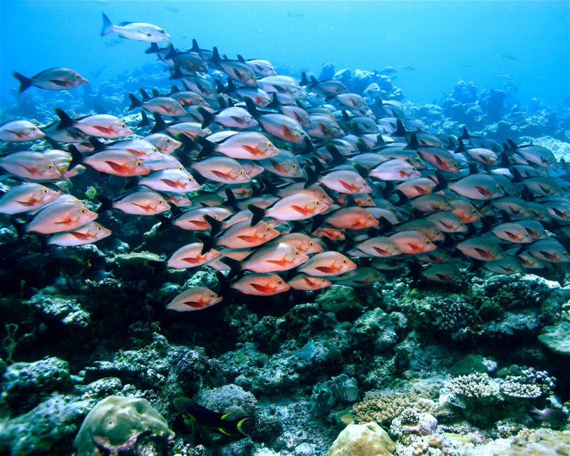 Divesite Image