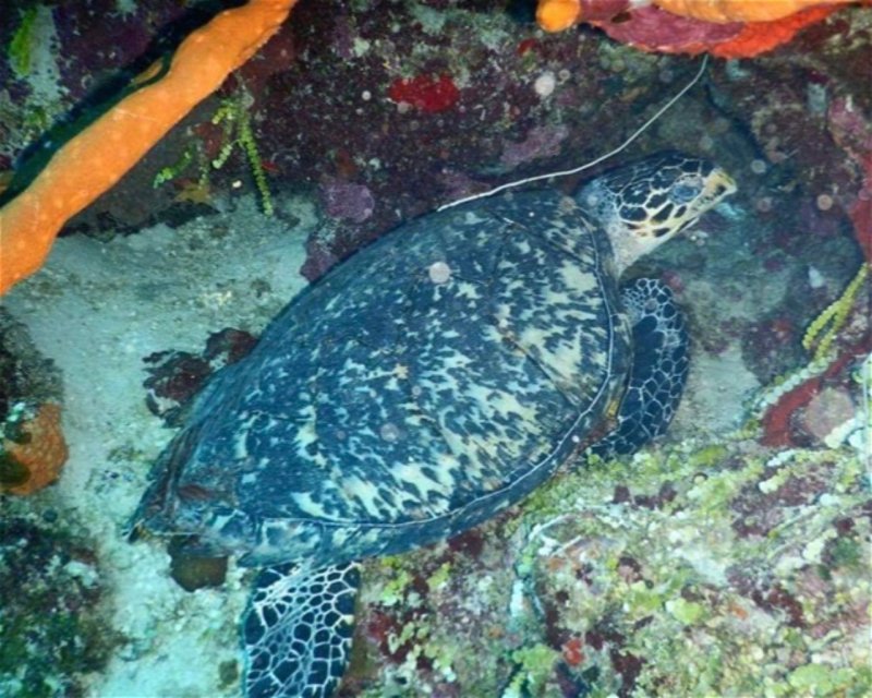 Divesite Image
