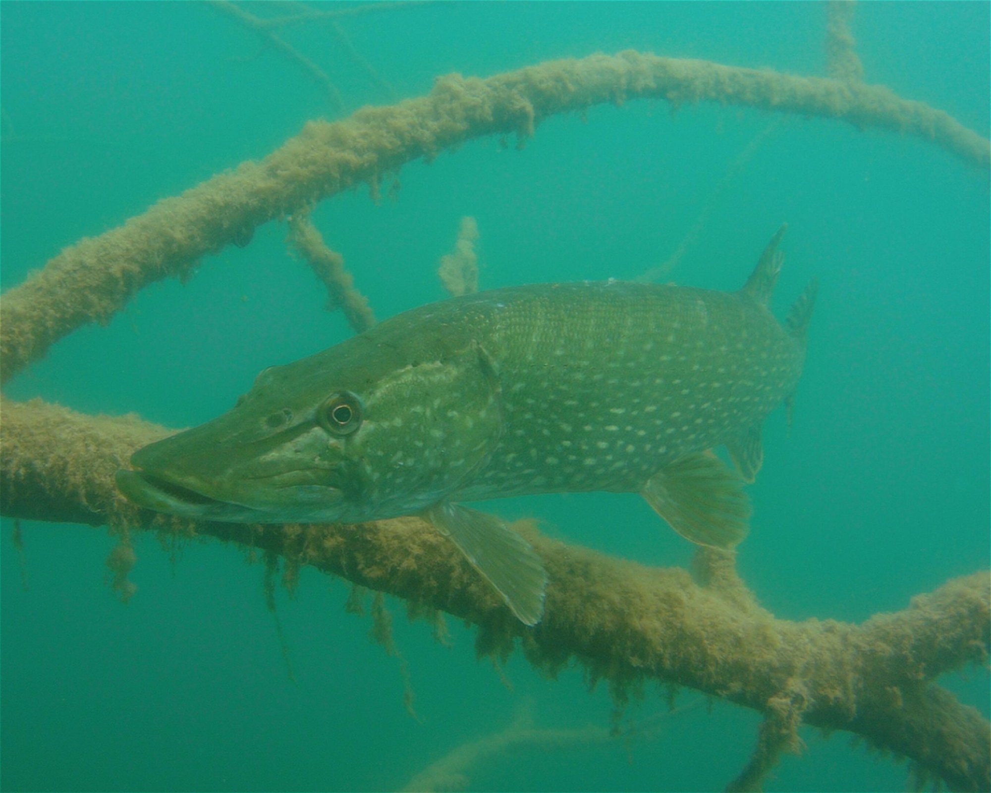 Diveteam Uetze, 31311 Uetze