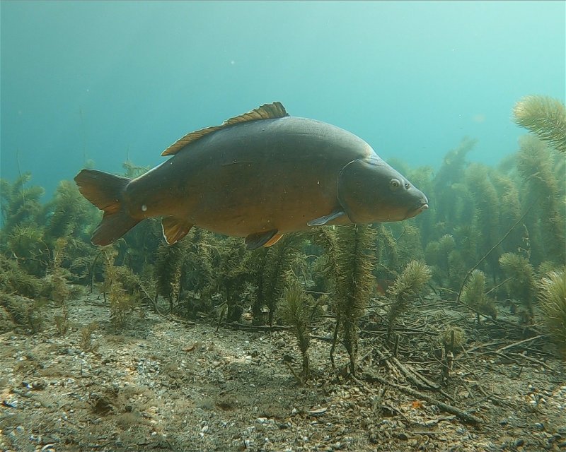 Divesite Image