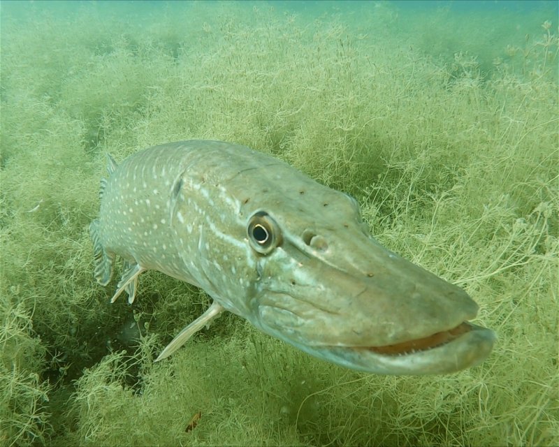 Divesite Image