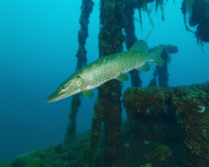 Divesite Image