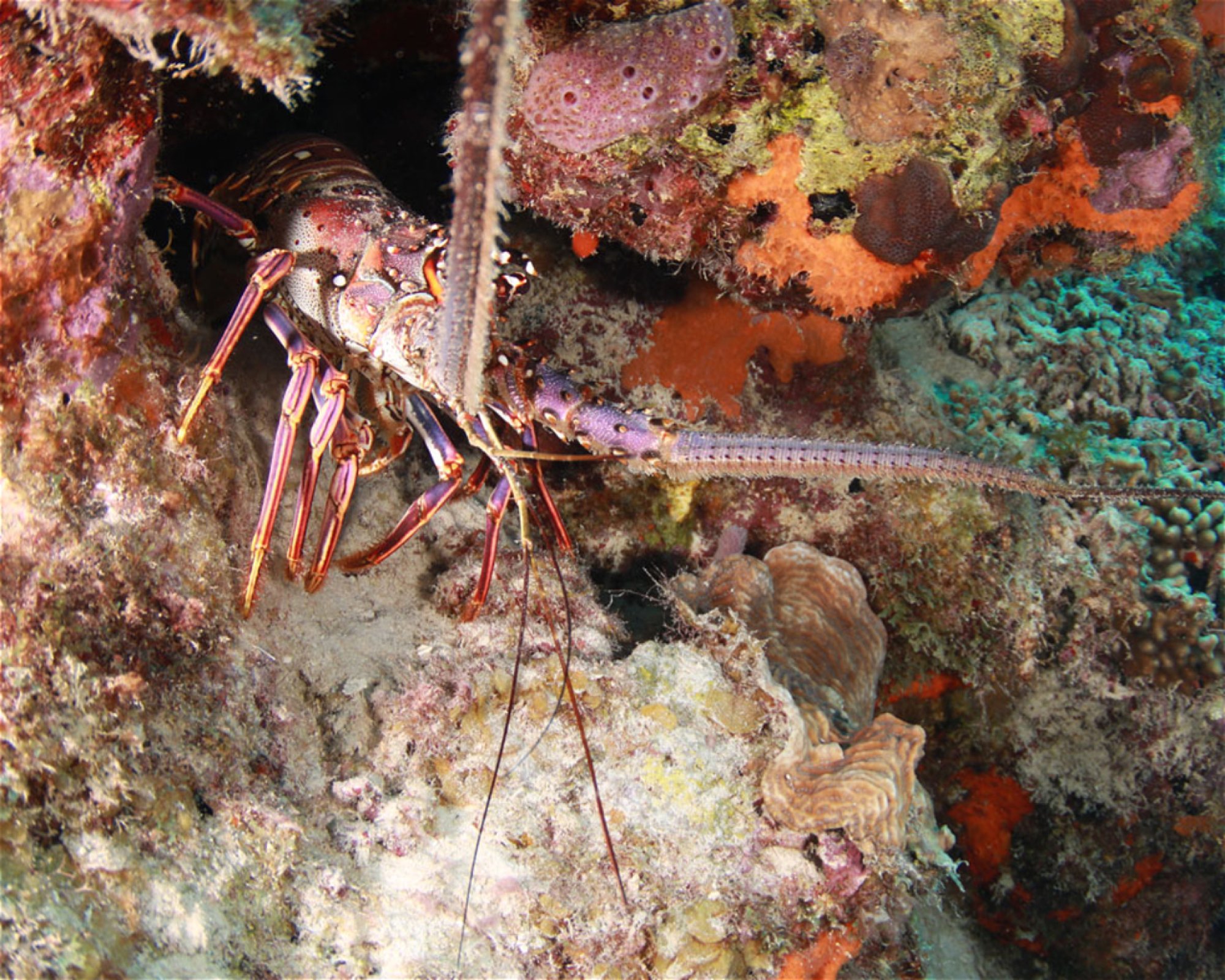 Scubaçao, Willemstad