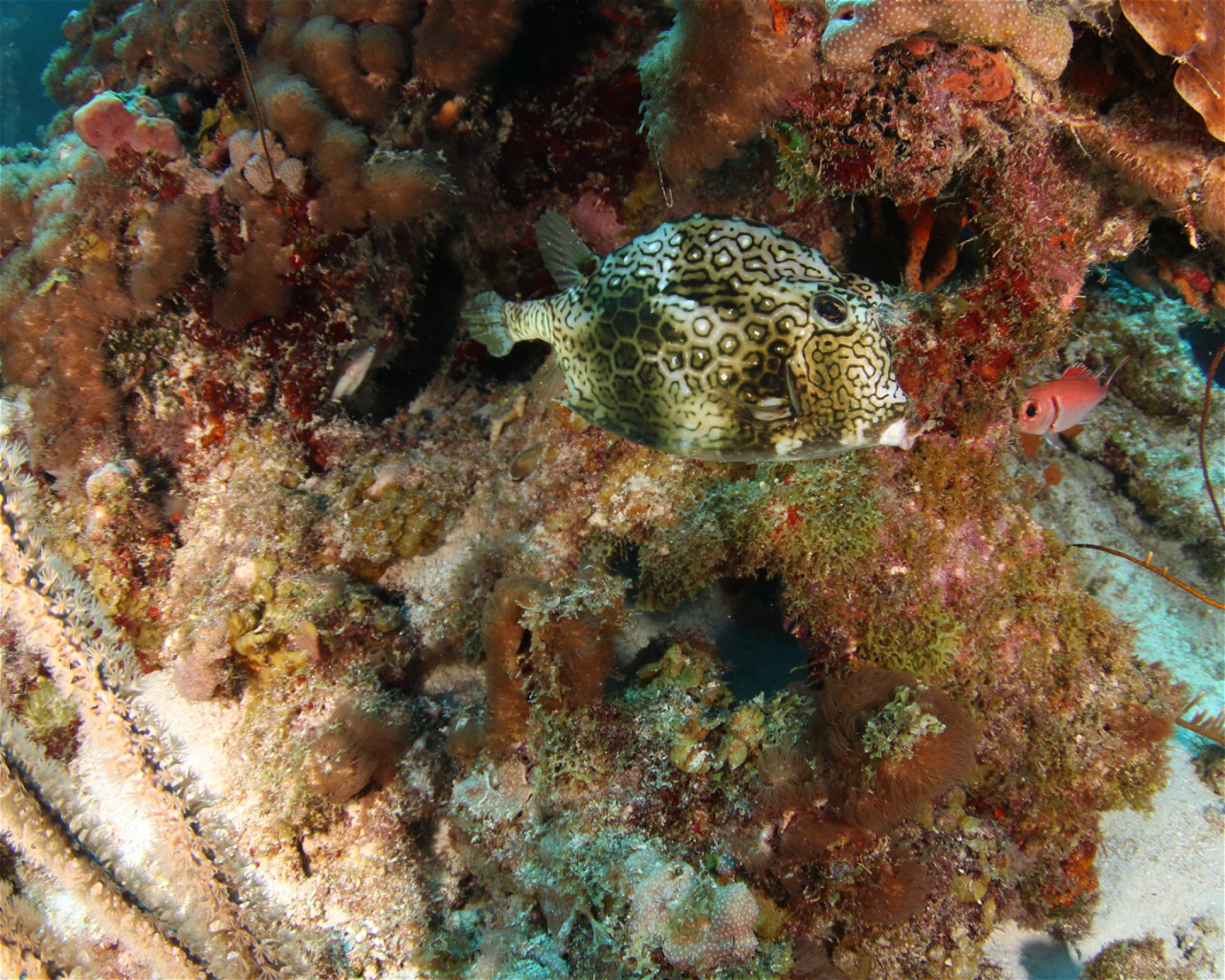 Scubaçao, Willemstad