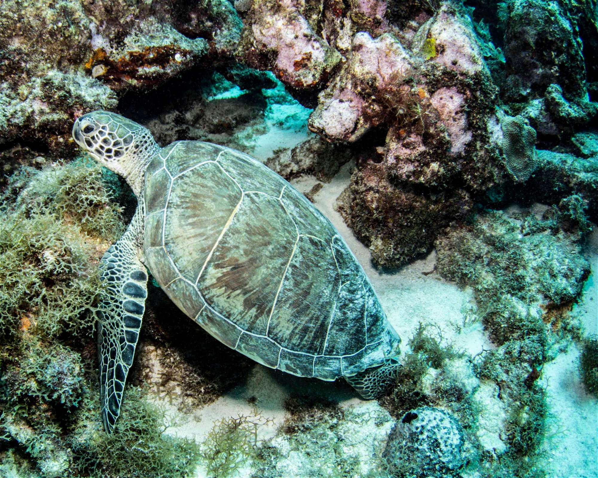 Scubaçao, Willemstad