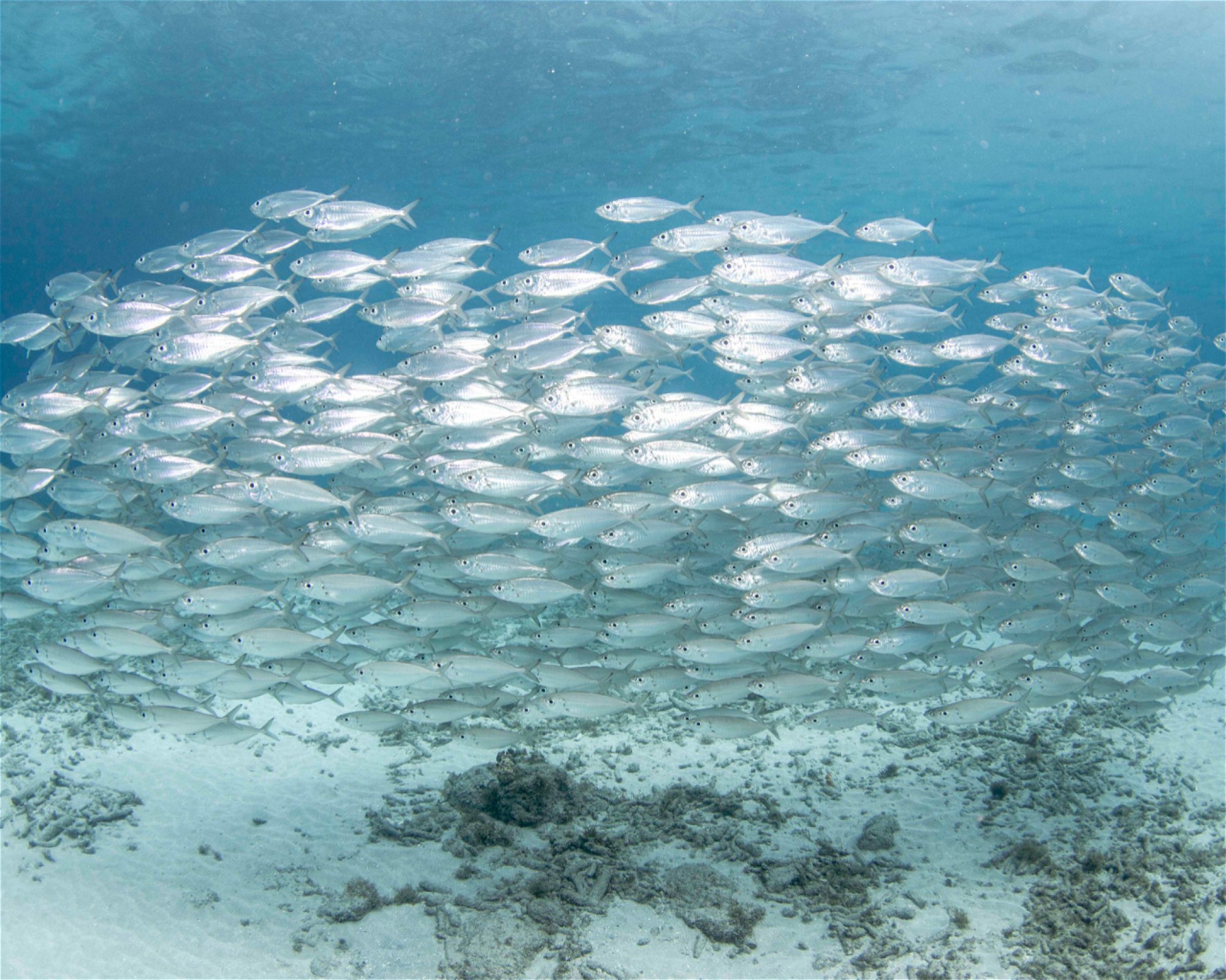 Scubaçao, Willemstad