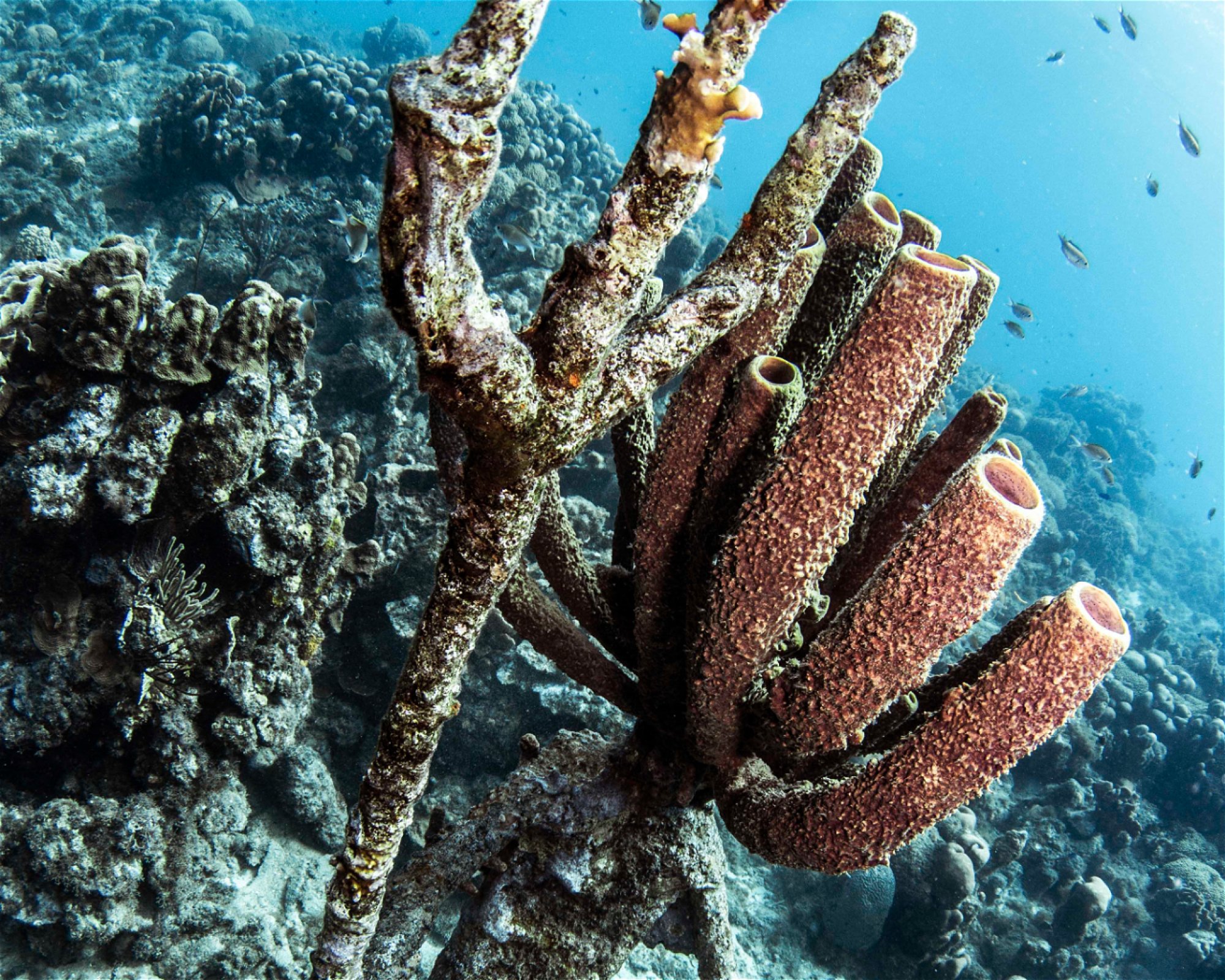Scubaçao, Willemstad
