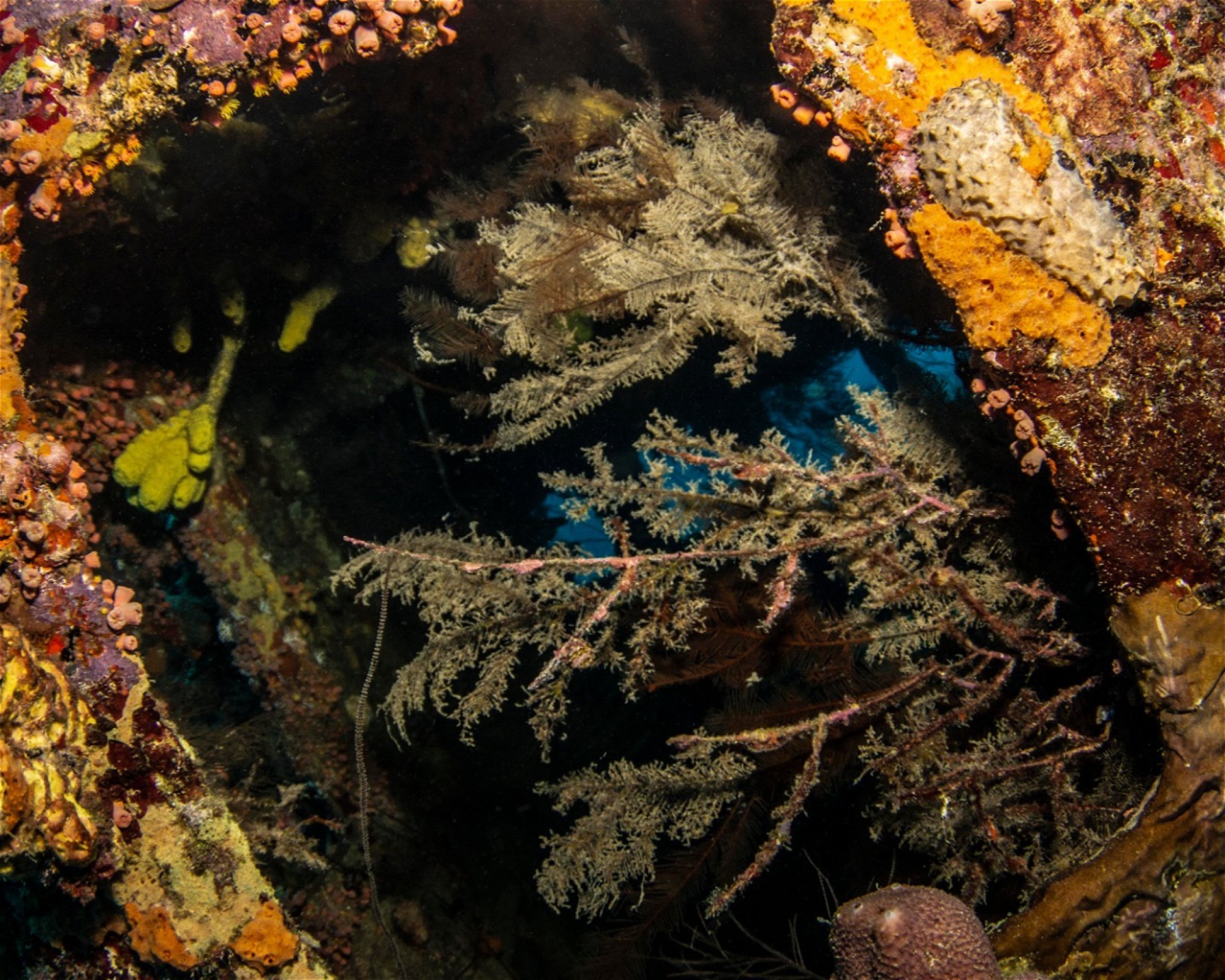 Scubaçao, Willemstad