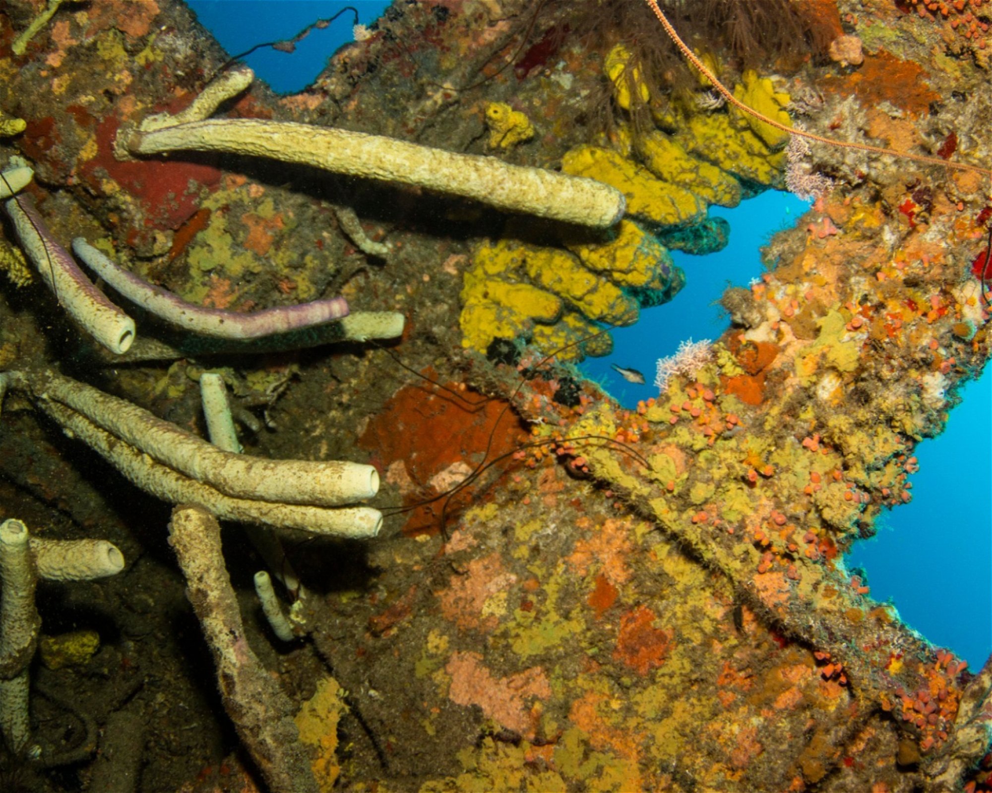Scubaçao, Willemstad