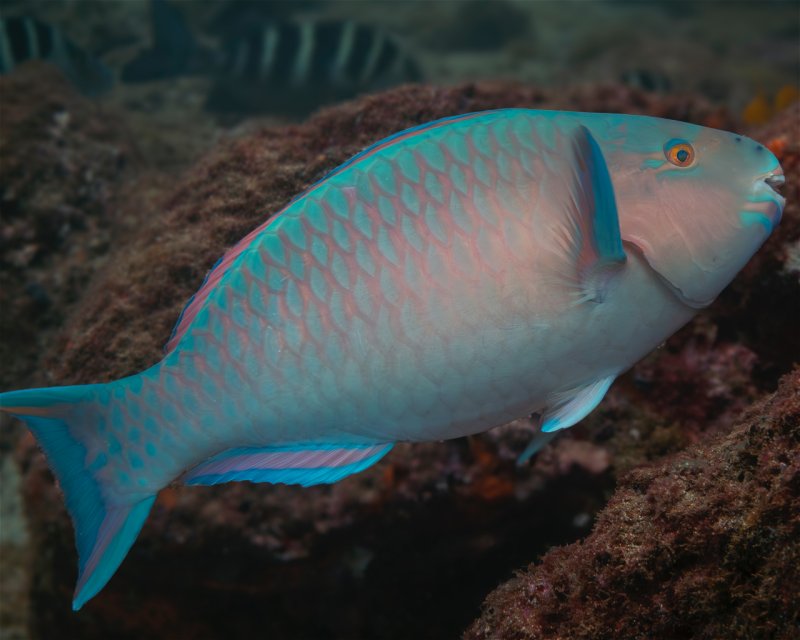 Divesite Image
