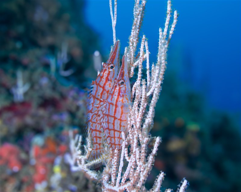 Divesite Image