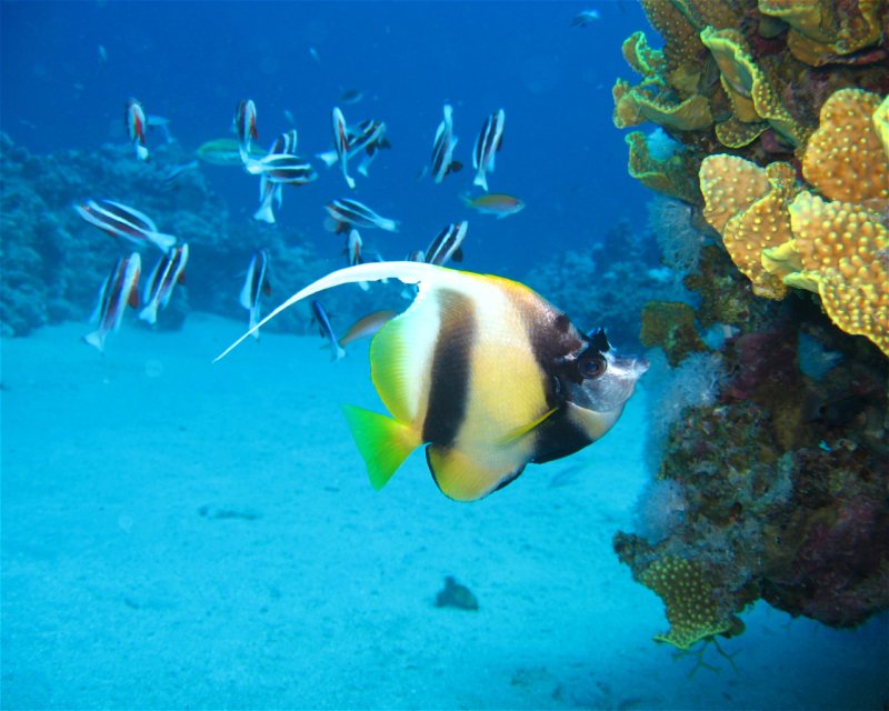 Divesite Image