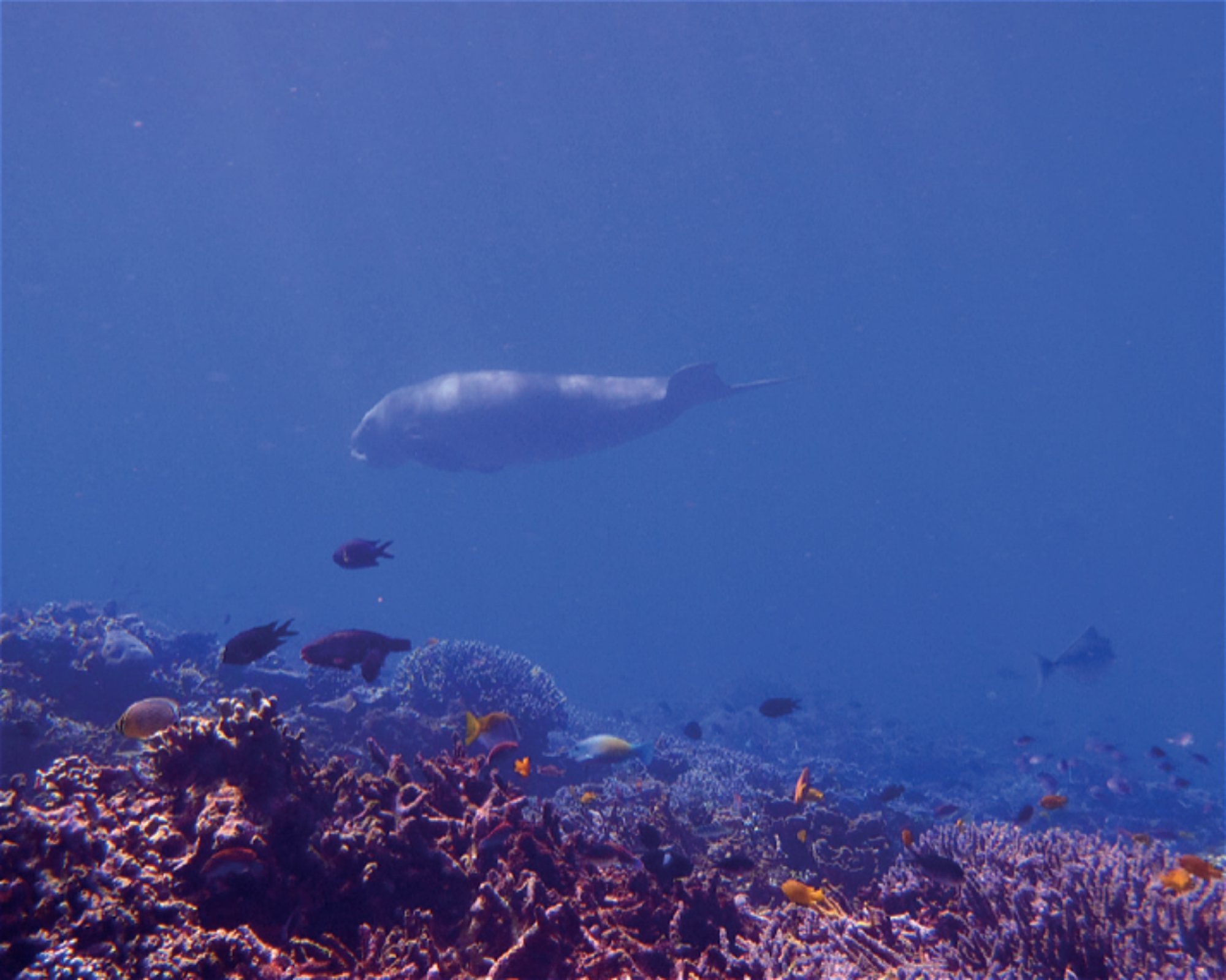 iDIVE Komodo, 86554 Labuan Bajo