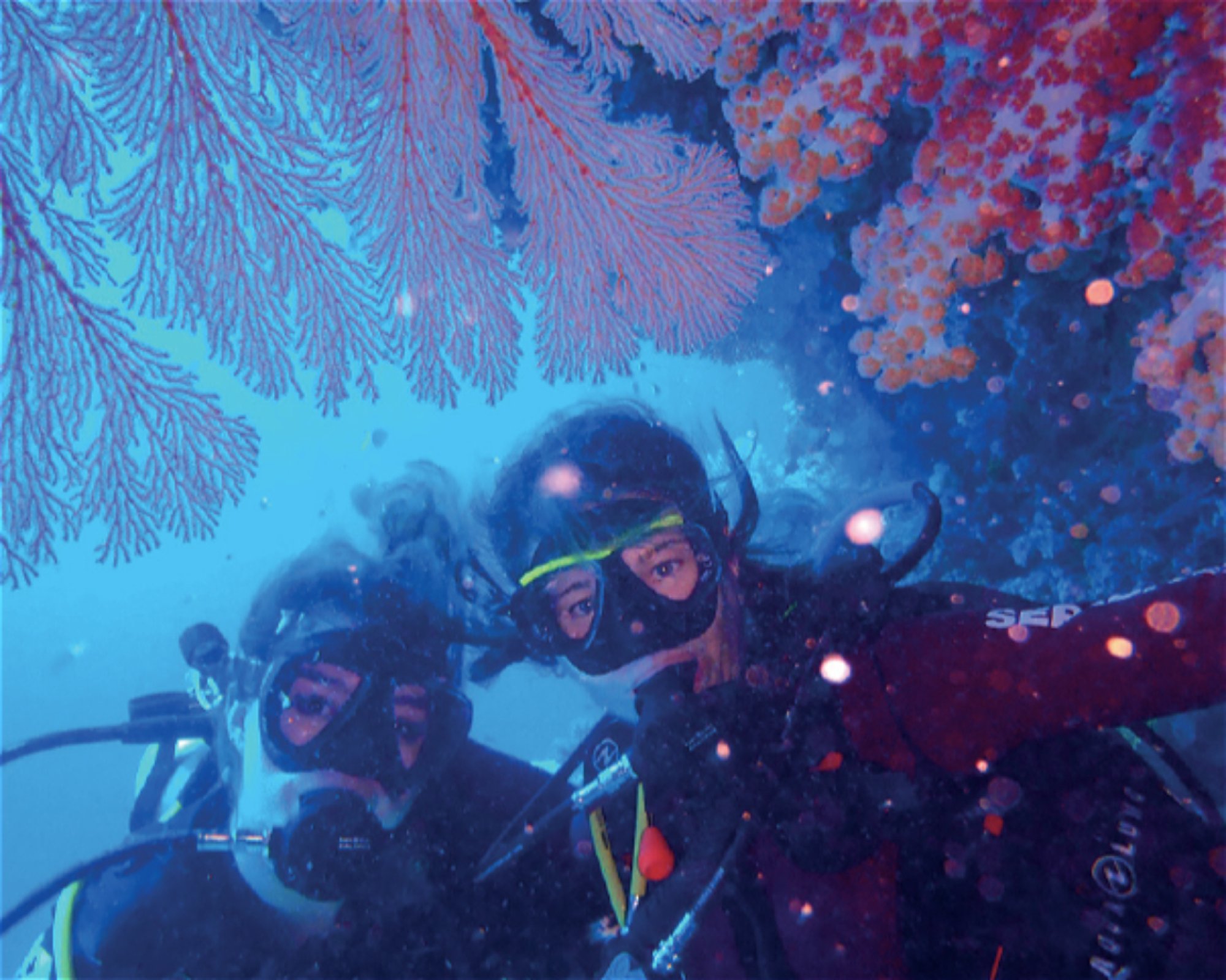 iDIVE Komodo, 86554 Labuan Bajo