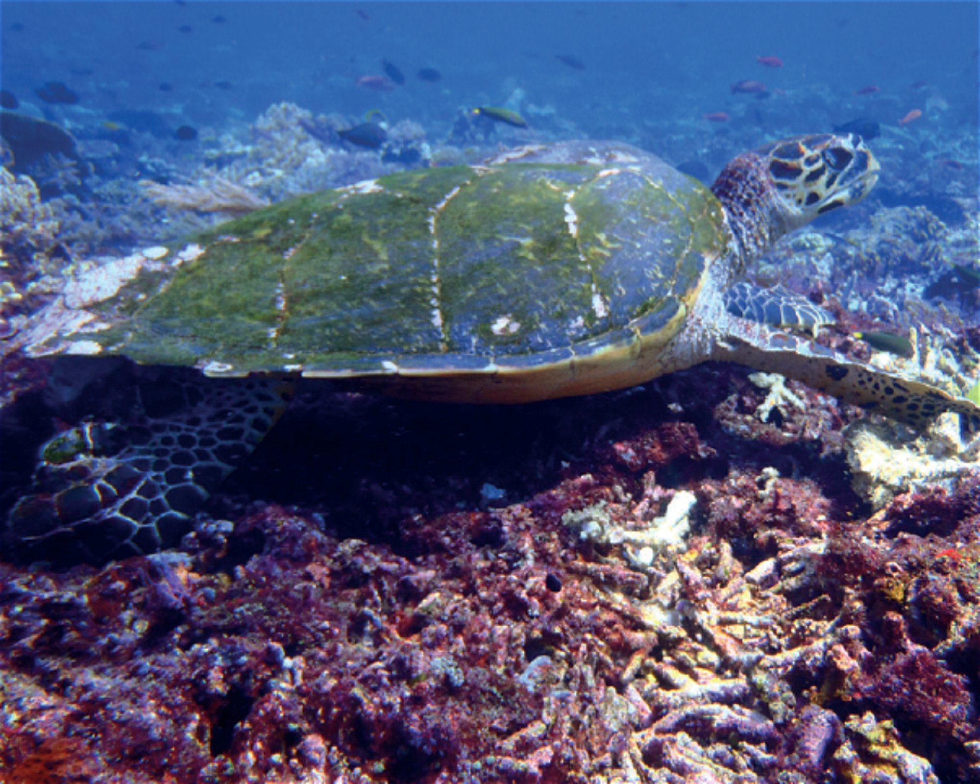iDIVE Komodo, 86554 Labuan Bajo