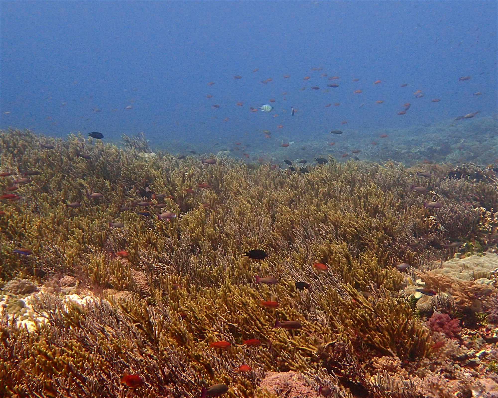 Wet Frog Divers, RT/RW 005/002 Labuan Bajo Desa Gorontalo Kec