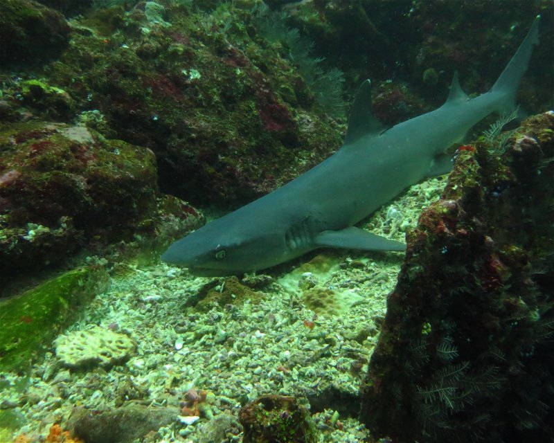 Divesite Image