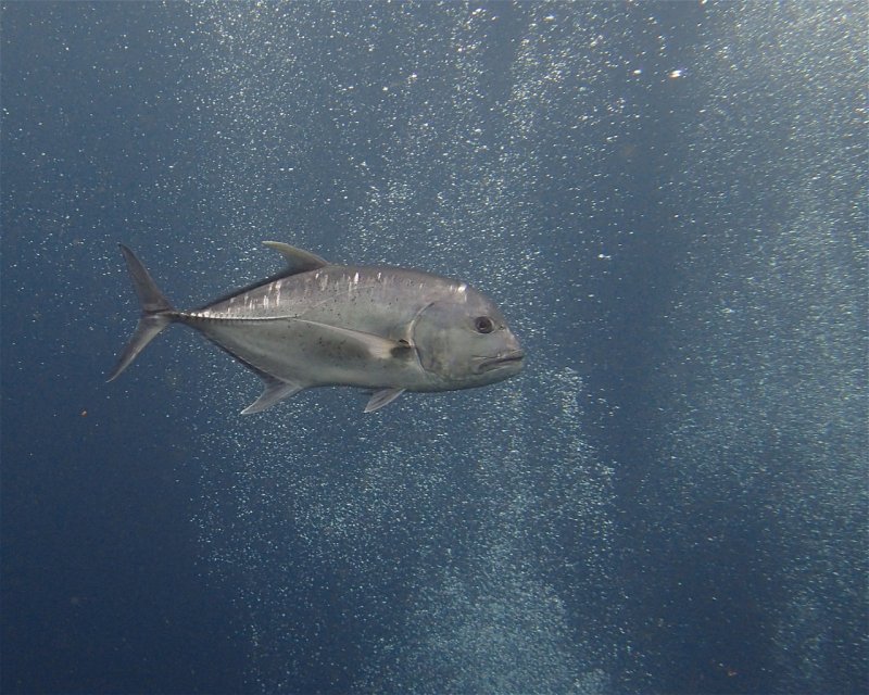 Divesite Image