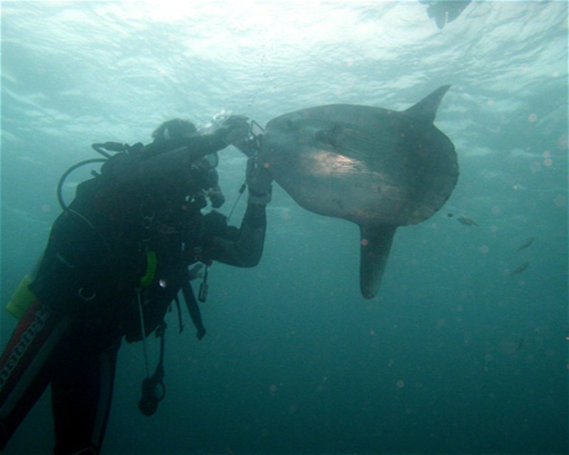 Divesite Image