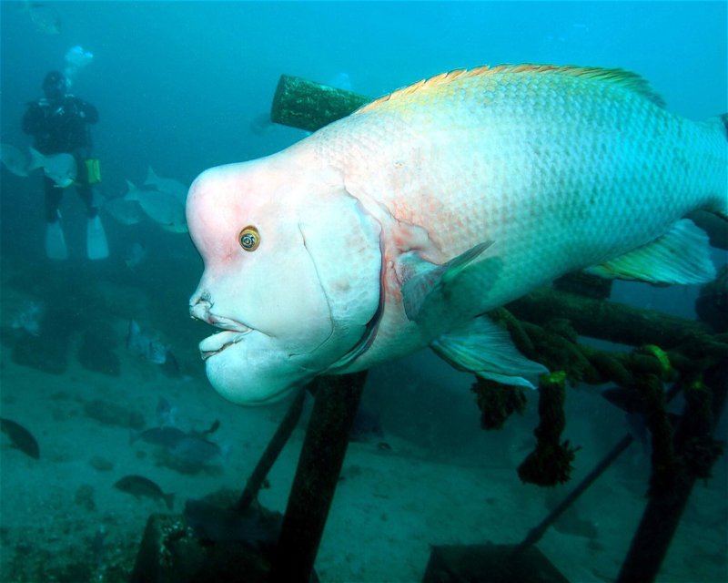 Divesite Image
