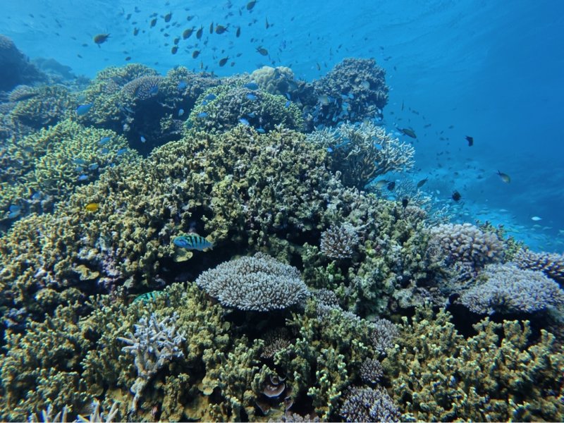 Divesite Image