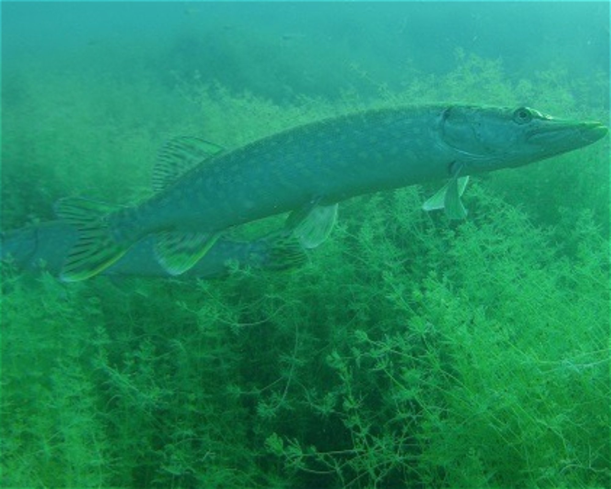 Diveteam Uetze, 31311 Uetze