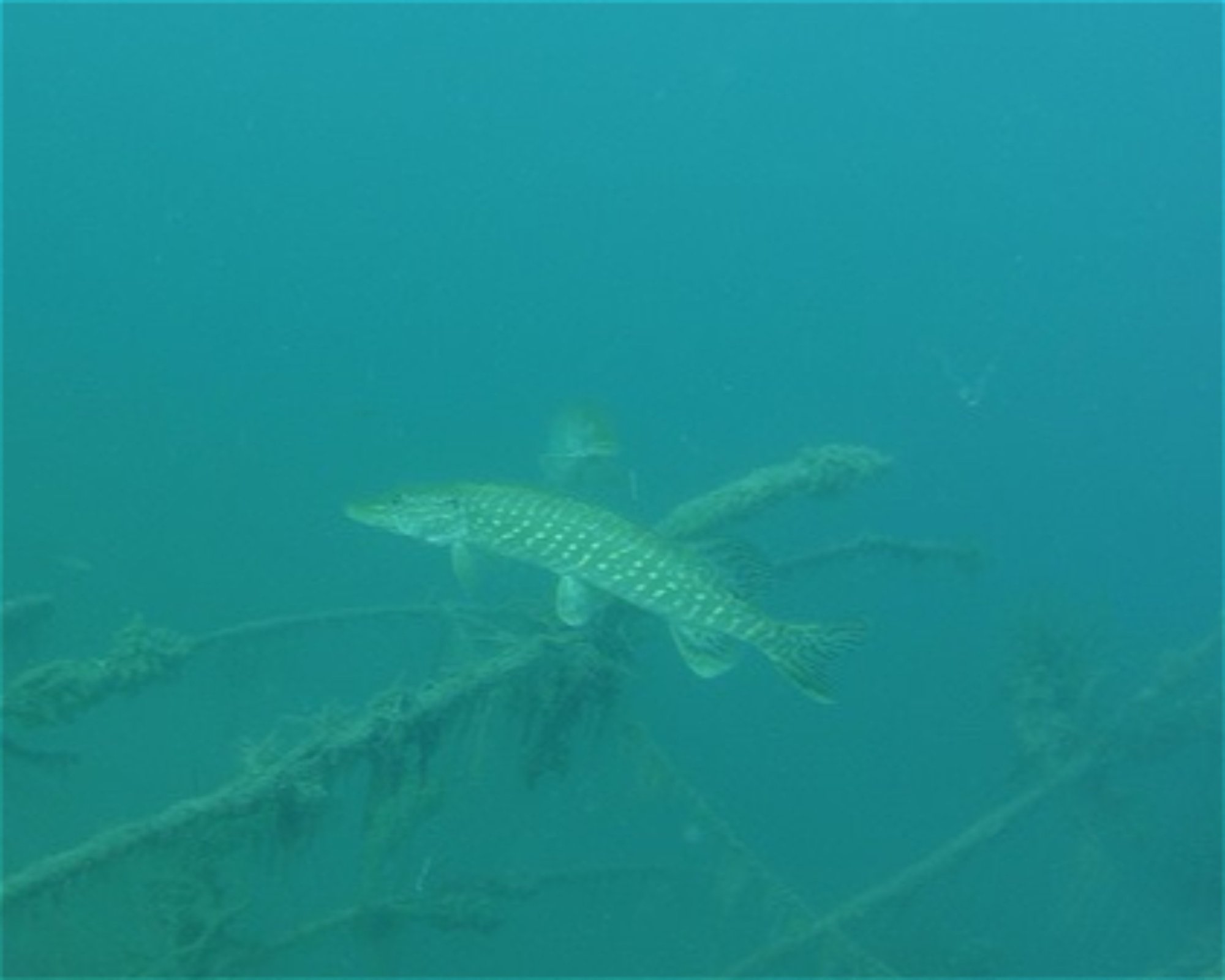 Diveteam Uetze, 31311 Uetze