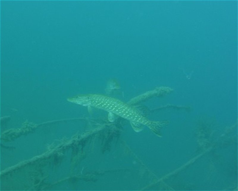 Divesite Image