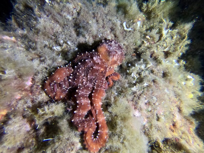 Divesite Image