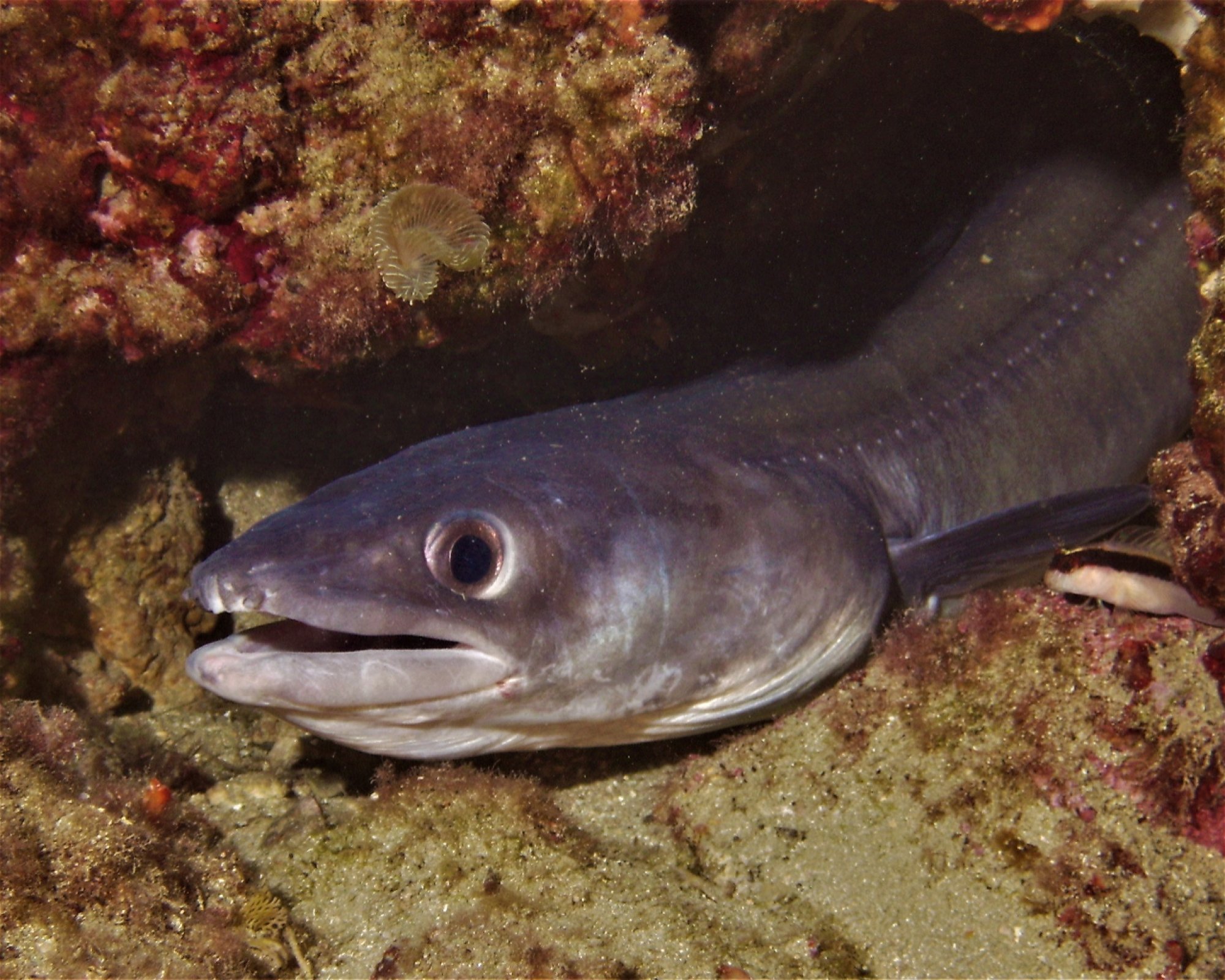DIVING CENTER SERVICE NEREO SUB, 17028 SPOTORNO