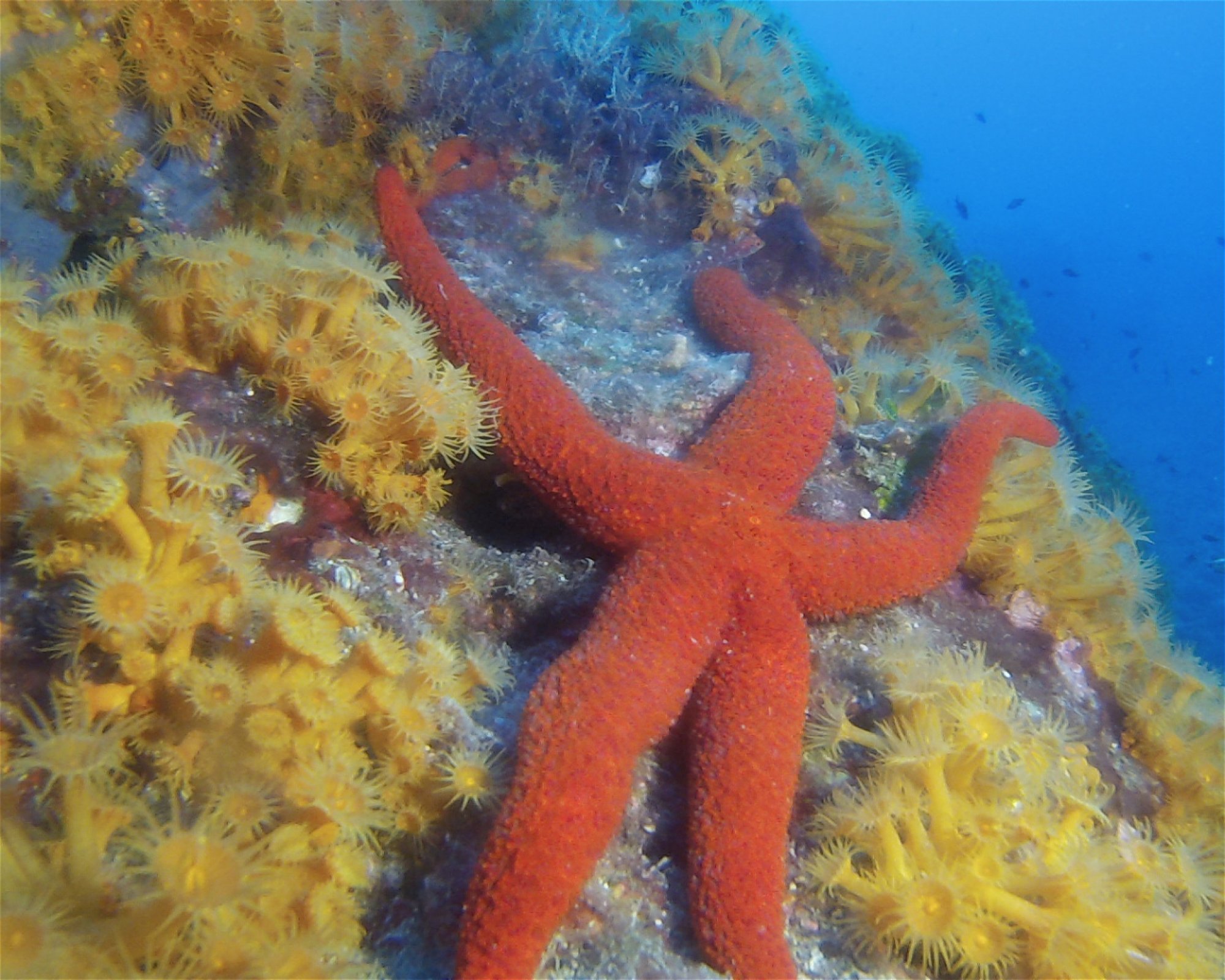 DIVING CENTER SERVICE NEREO SUB, 17028 SPOTORNO