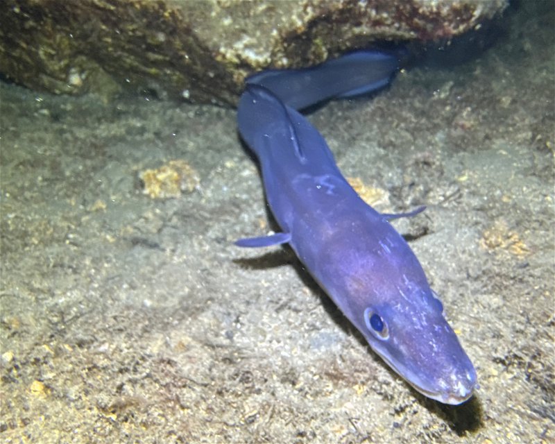 Divesite Image