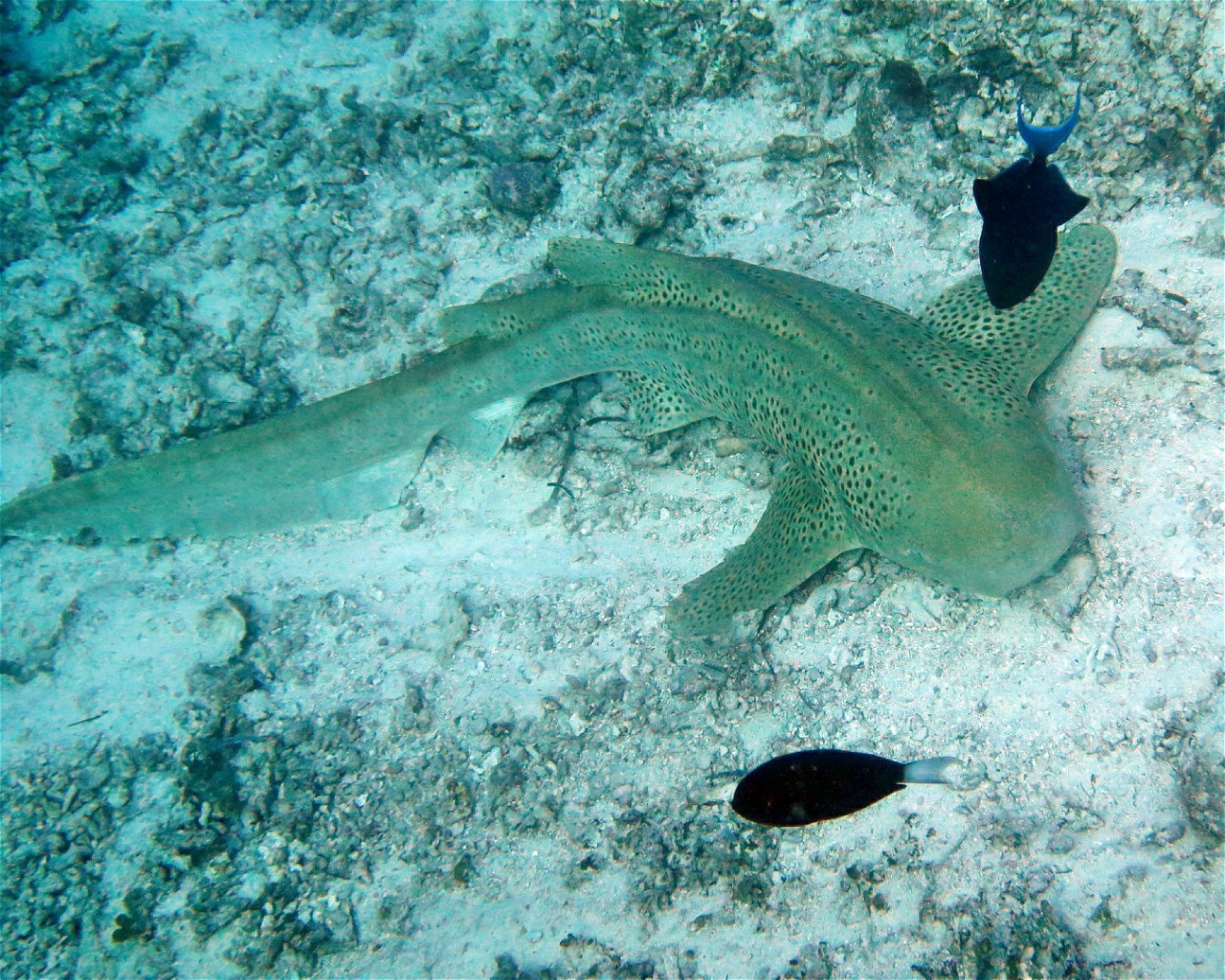 DivePoint Hudhuran Fushi, 20193 Male