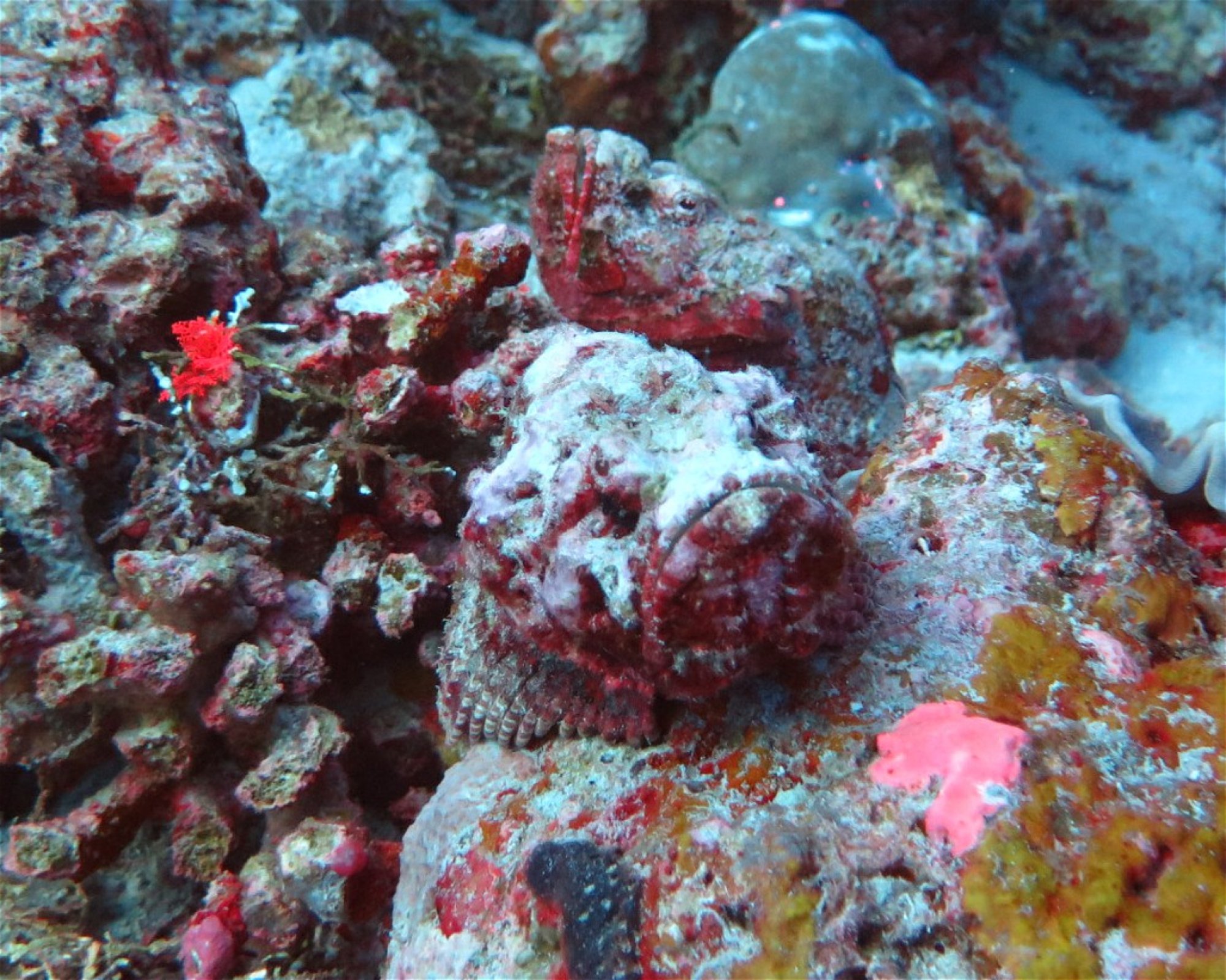 DivePoint Hudhuran Fushi, 20193 Male